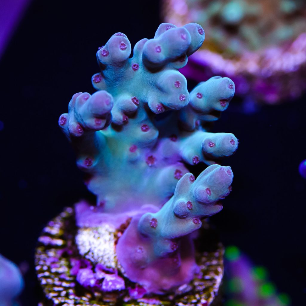 Book Your Visit – Euro Corals