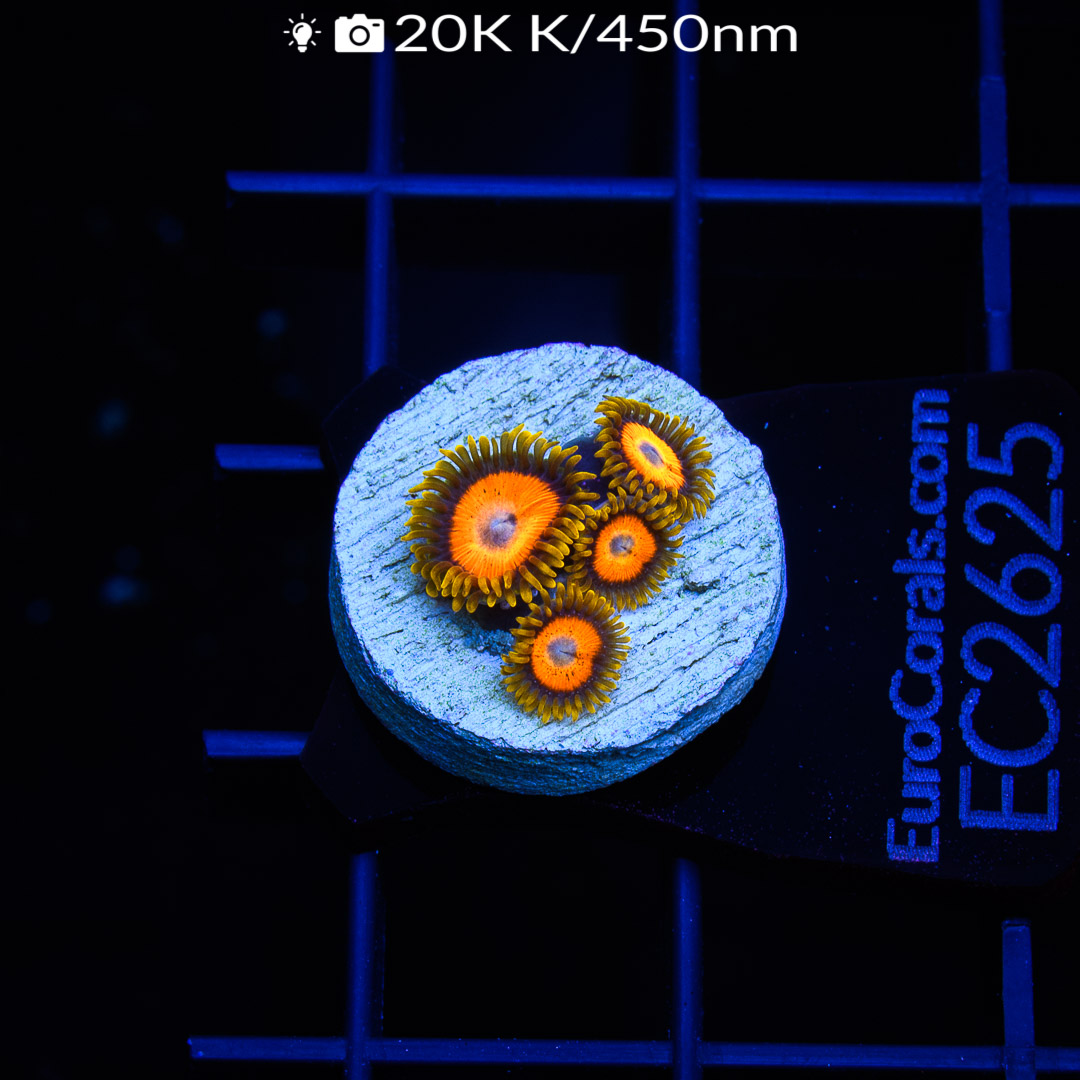 EC Scrambled Eggs Zoa – Euro Corals