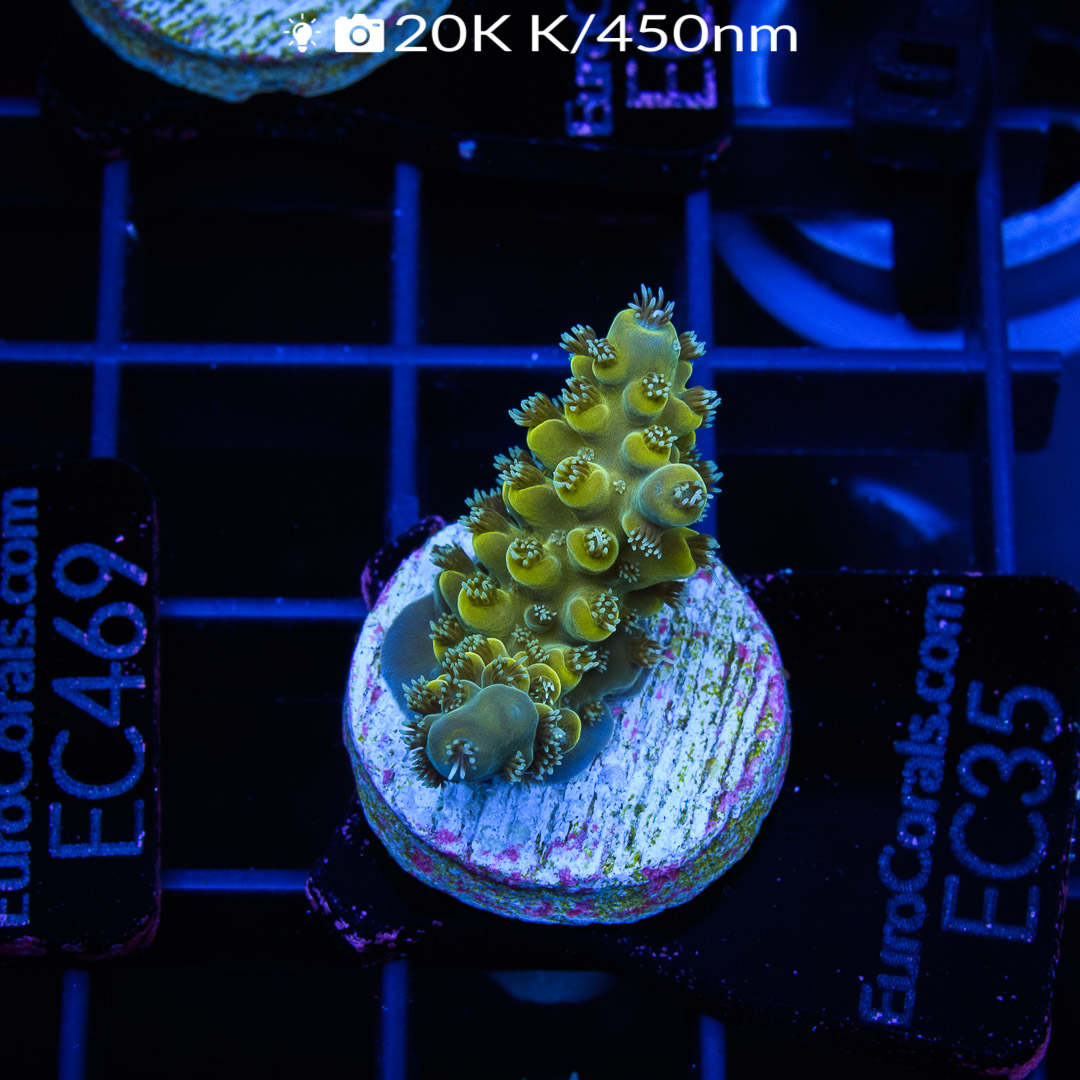 EC Fruit of the Loom Acro – Euro Corals