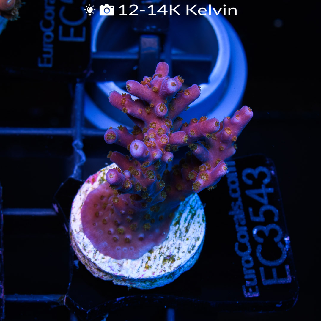 EC Original Merlin Staff Acro - Euro Corals