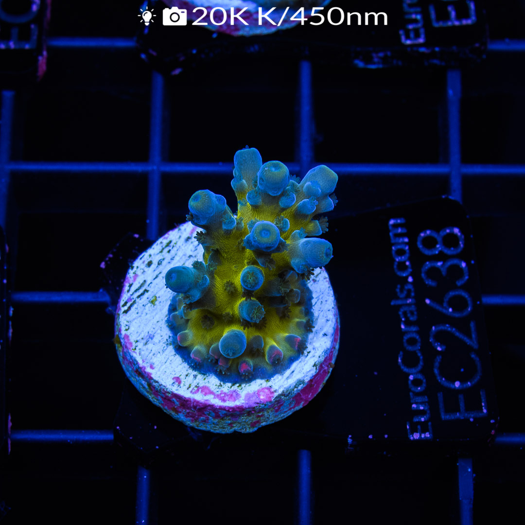 EC Electric Miyagi Tort Acro – Euro Corals