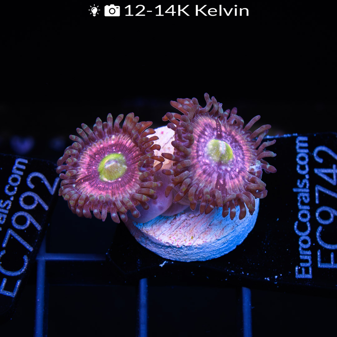 EC Peachy Spectrum Zoa – Euro Corals