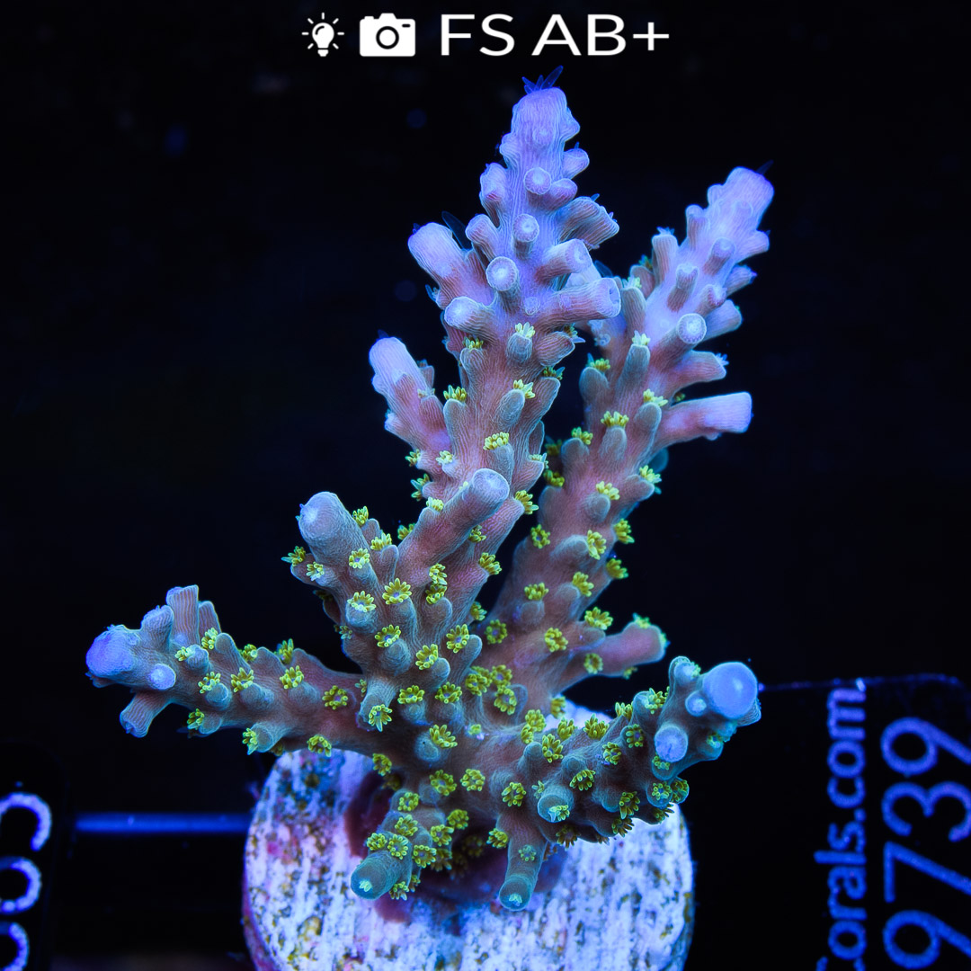 Products Archive - Euro Corals
