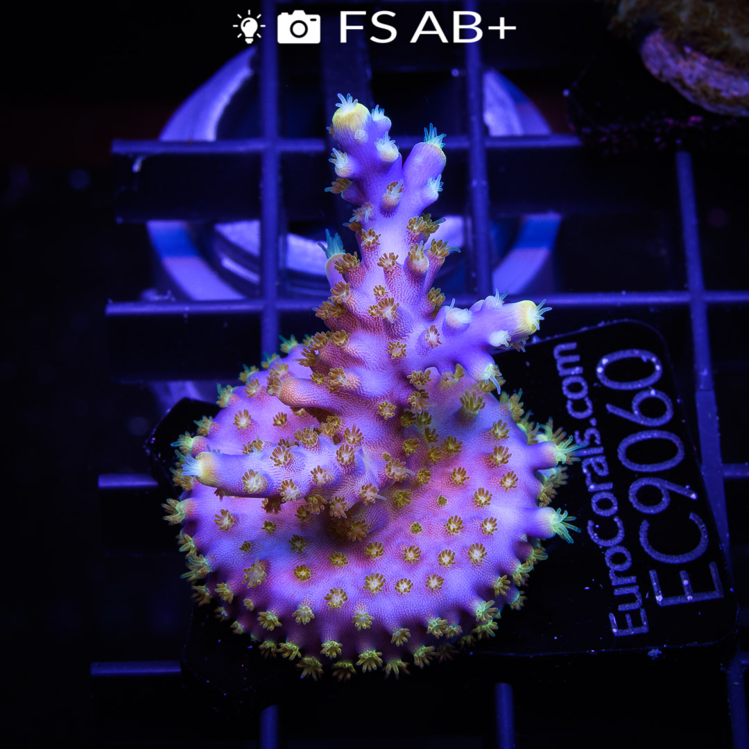 EC Intergalactic Acro - Euro Corals