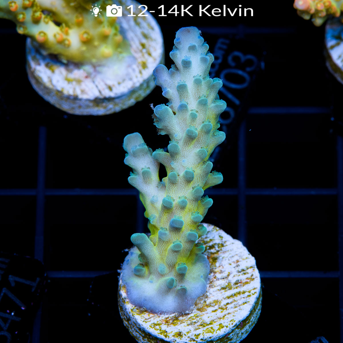 EC Electric Miyagi Tort Acro – Euro Corals