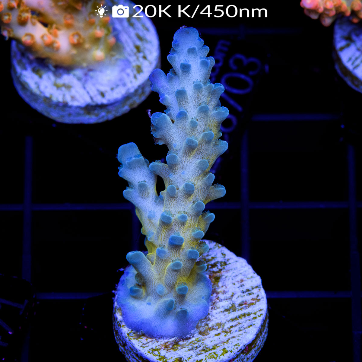 EC Electric Miyagi Tort Acro – Euro Corals