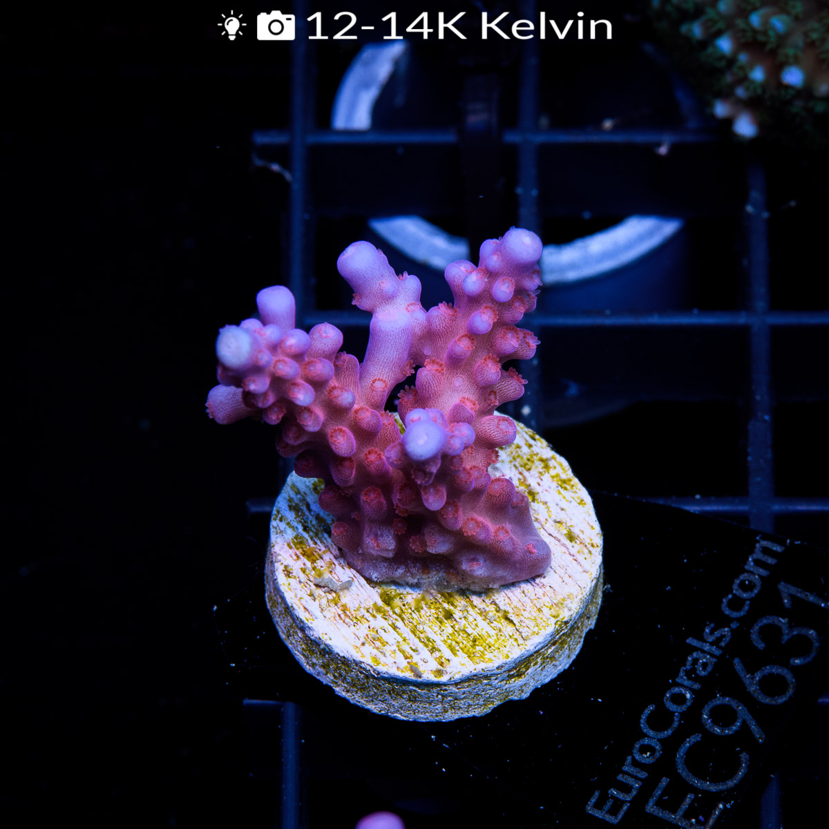 EC Purple Night Fury Acro – Euro Corals