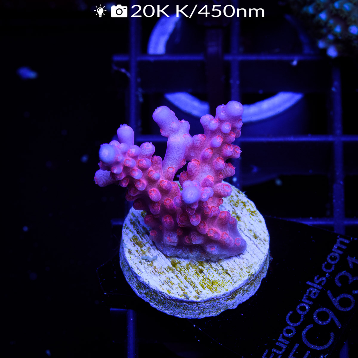 Ec Purple Night Fury Acro – Euro Corals