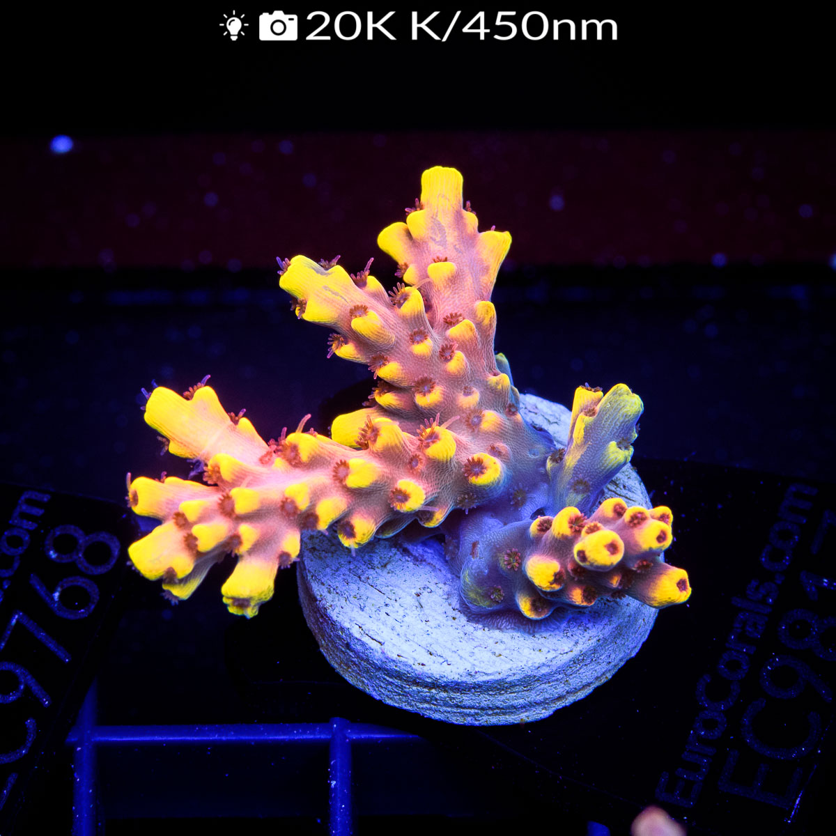 EC Pink Floyd Acro - Euro Corals