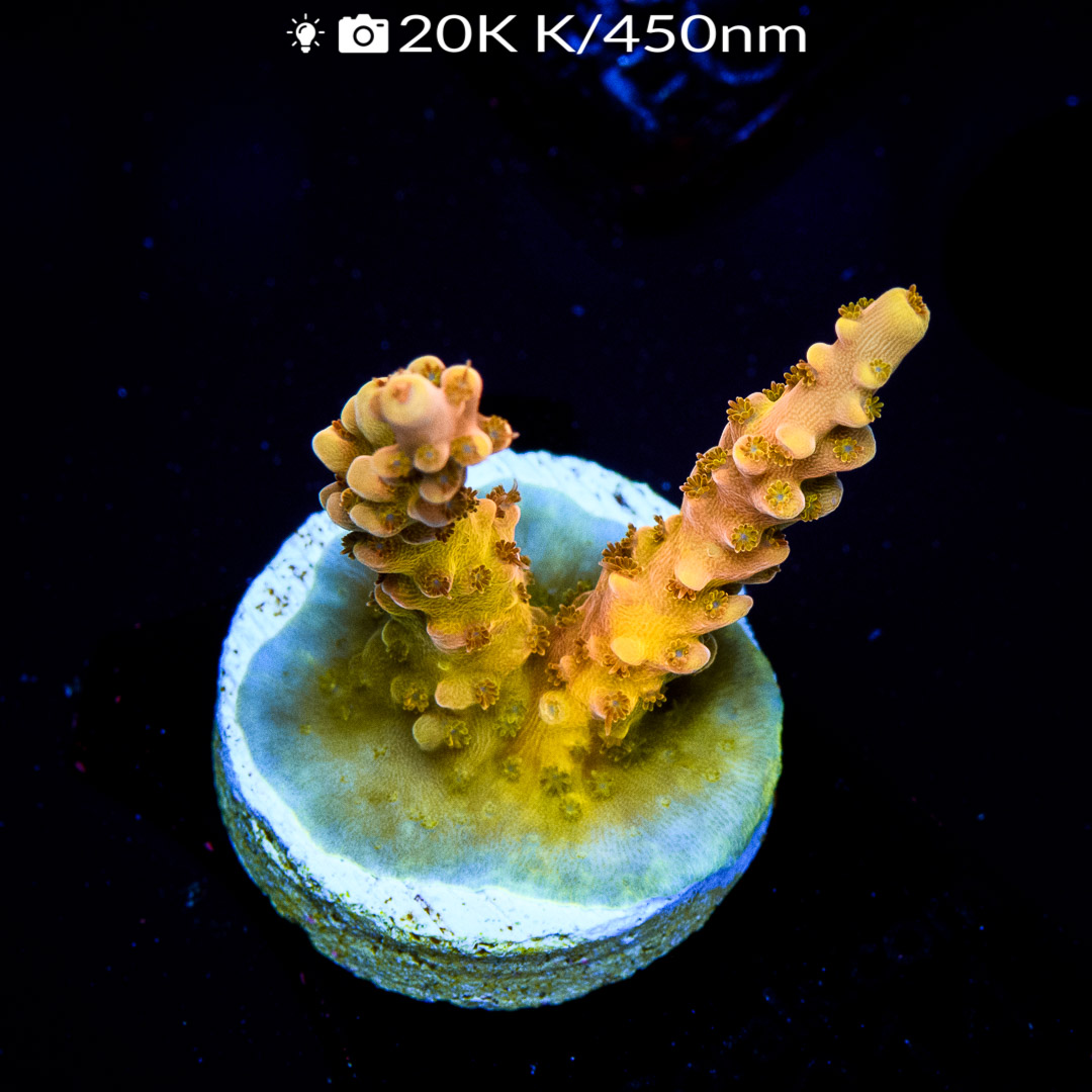 EC Shiny Kraken Acro - Euro Corals