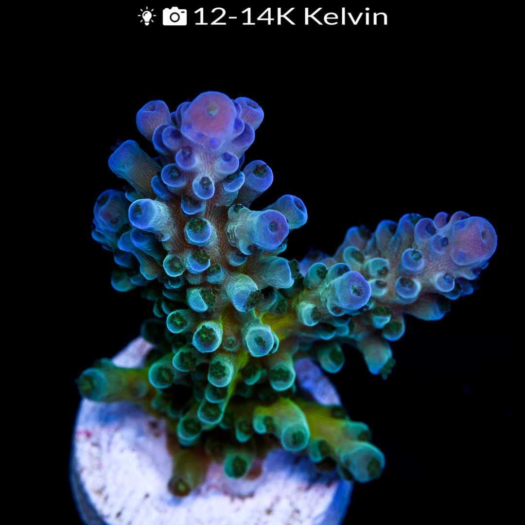 EC Electric Miyagi Tort Acro - Euro Corals