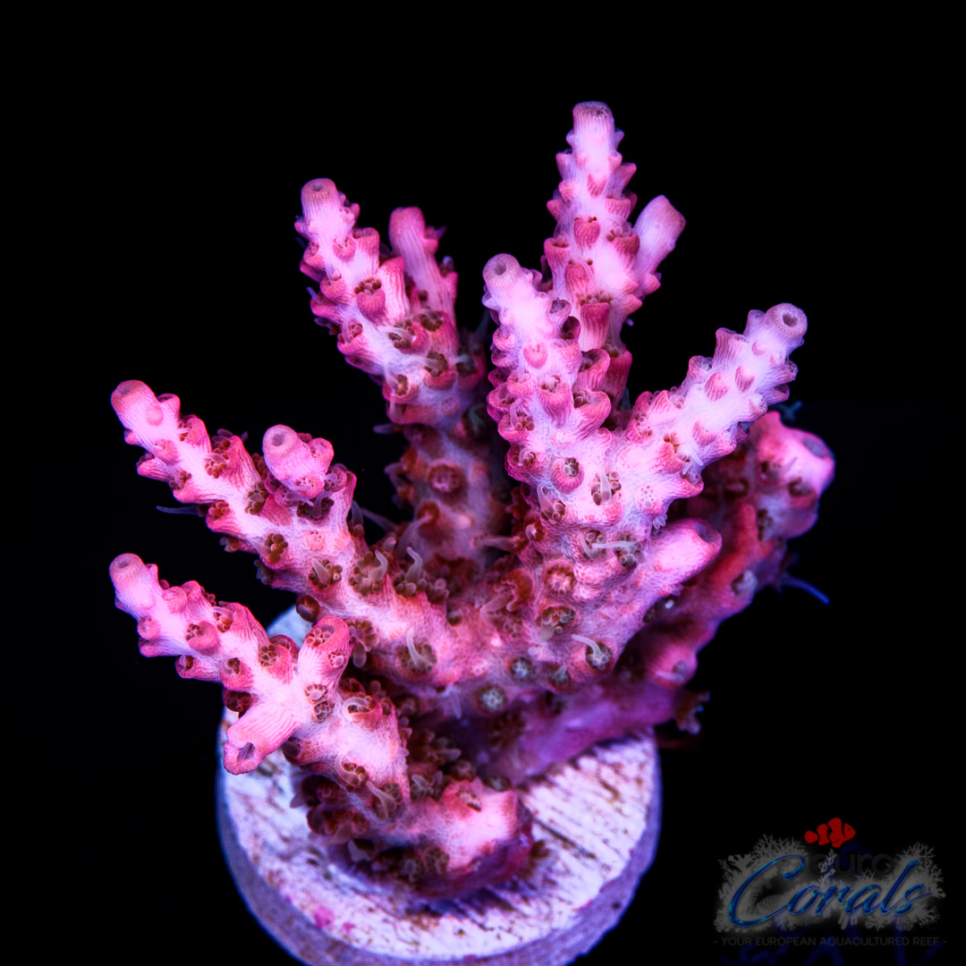 Home - Euro Corals