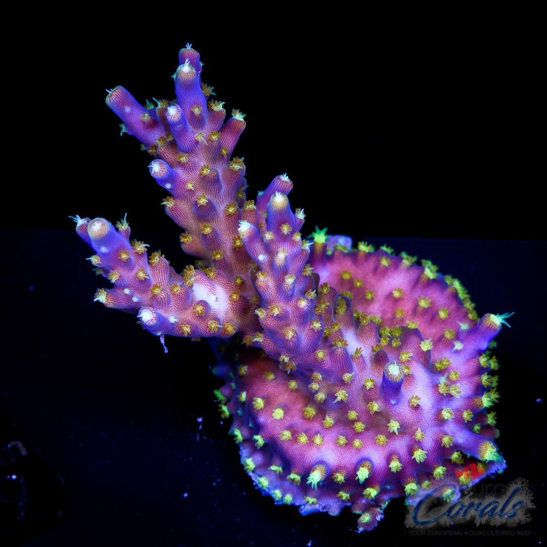 Home - Euro Corals