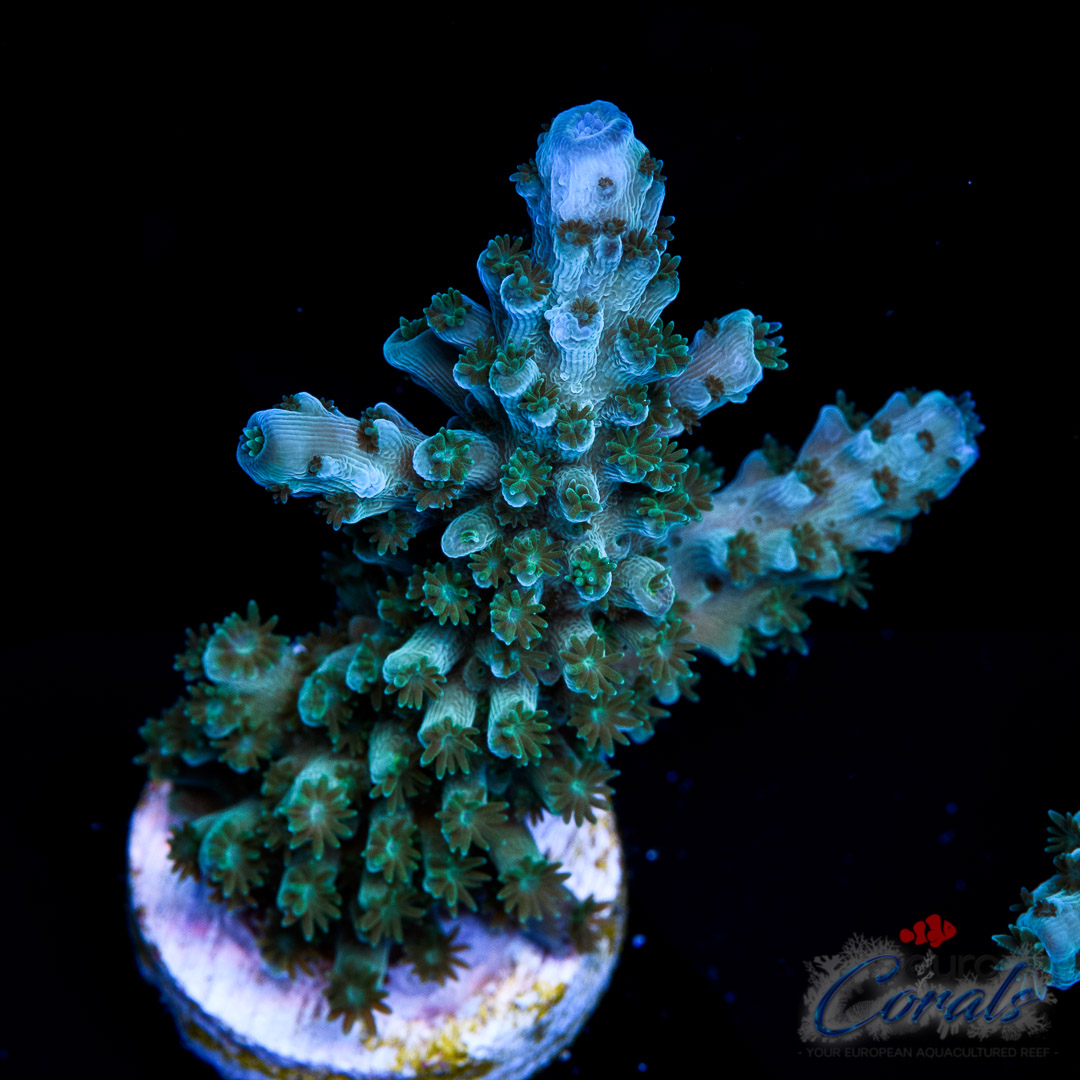 EC Snakehead Stag Acro - Euro Corals