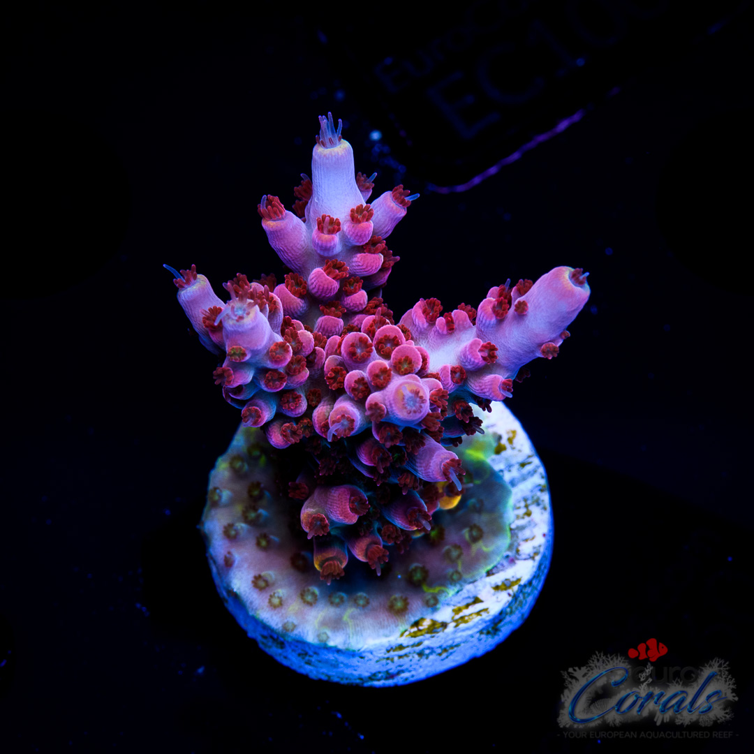 EC Evil Queen Acro FUSION – Euro Corals