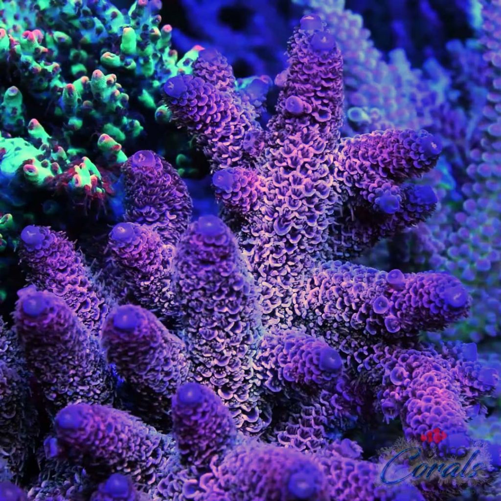 Cut-To-Order Signature Corals Archives - Euro Corals