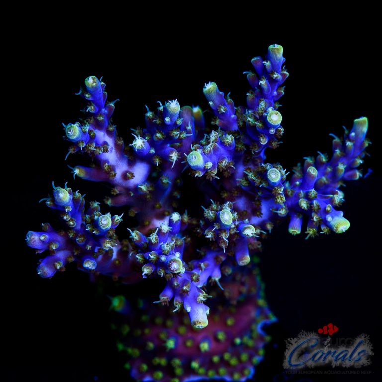 Home - Euro Corals