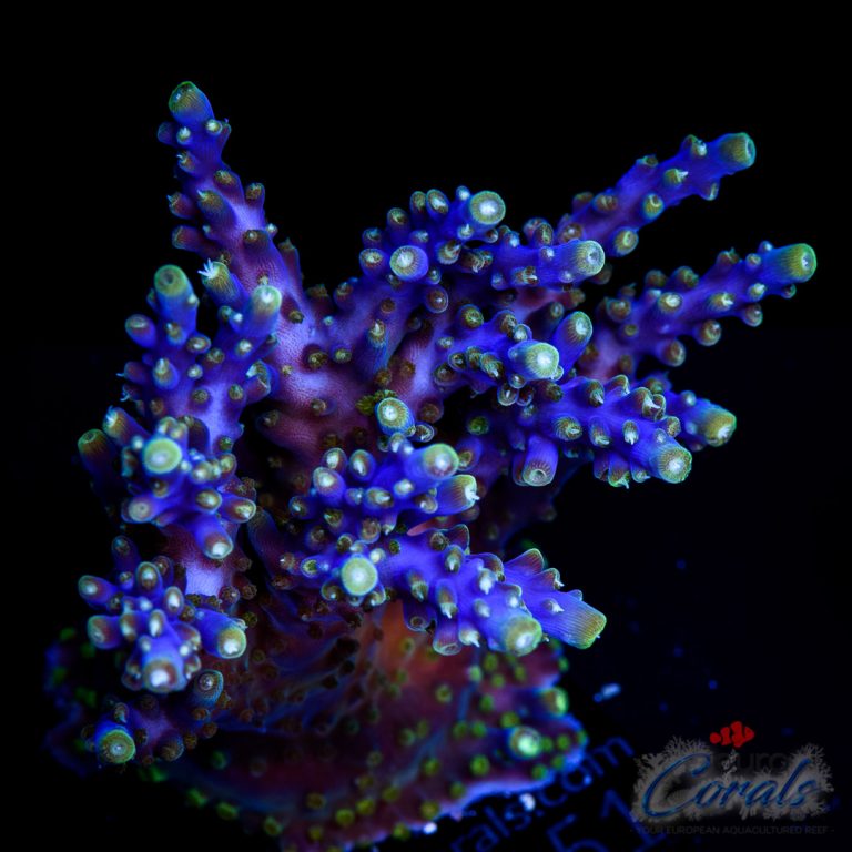 Home - Euro Corals