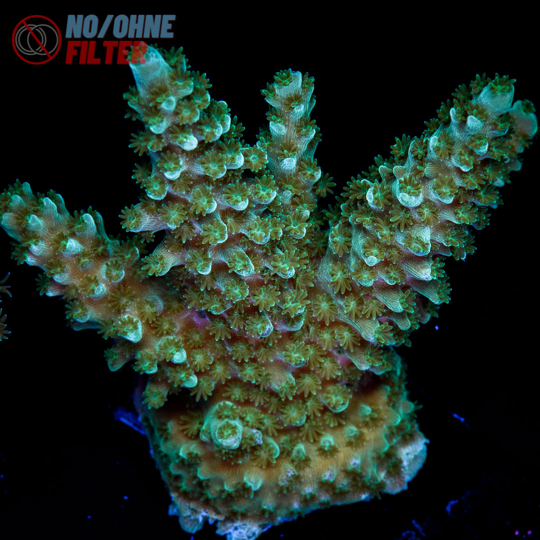 EC Stag Acro - Euro Corals