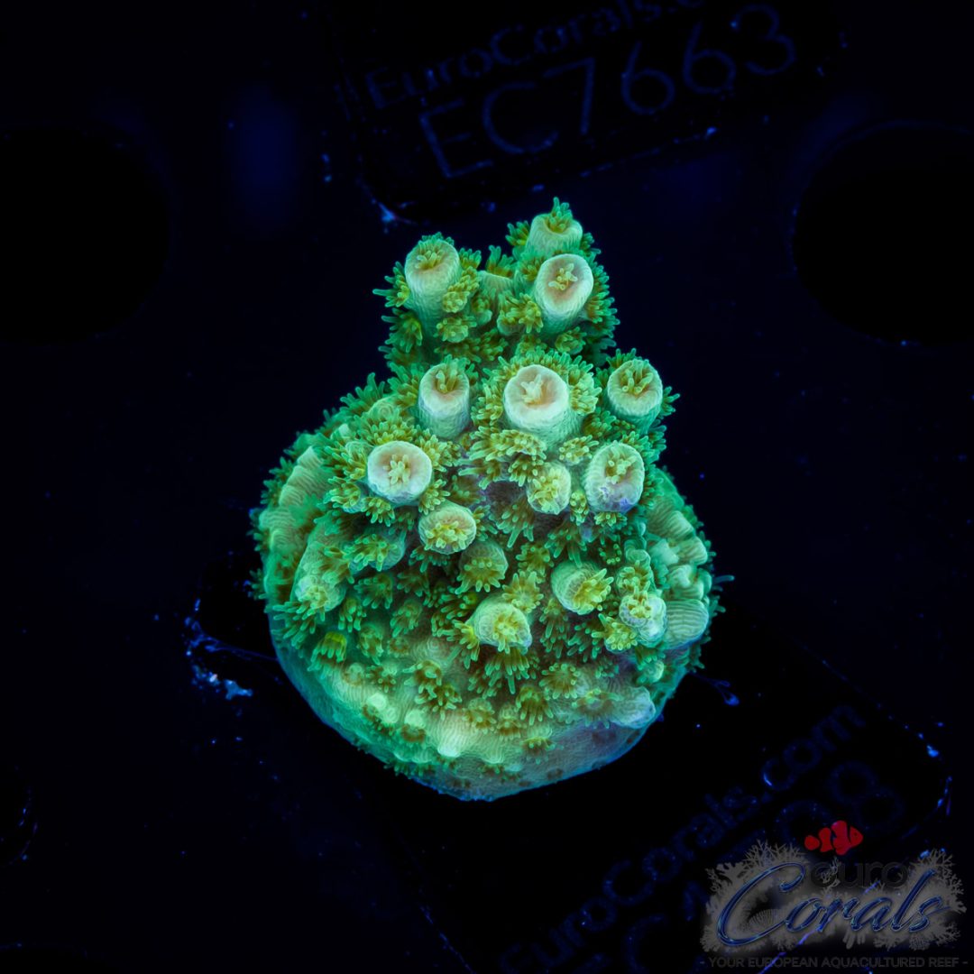 ec-red-hot-hat-digit-acro-euro-corals