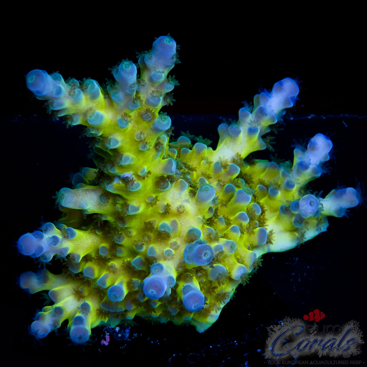 EC Electric Miyagi Tort Acro – Euro Corals