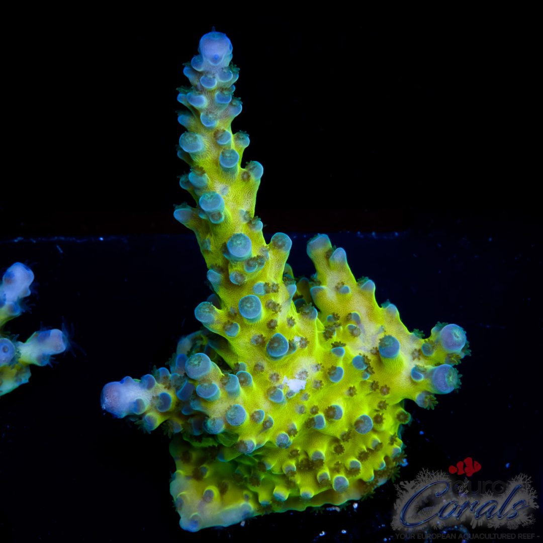 EC Electric Miyagi Tort Acro – Euro Corals