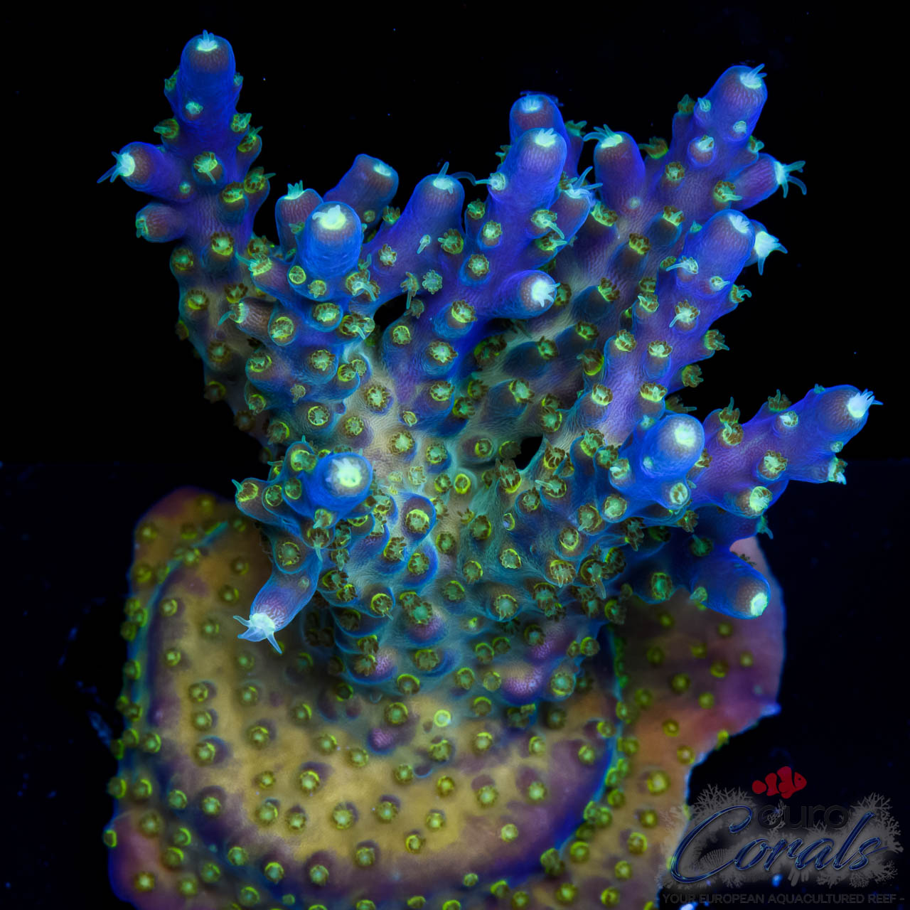 EC Nebula Super Blue Yellow Polyps Acro – Euro Corals