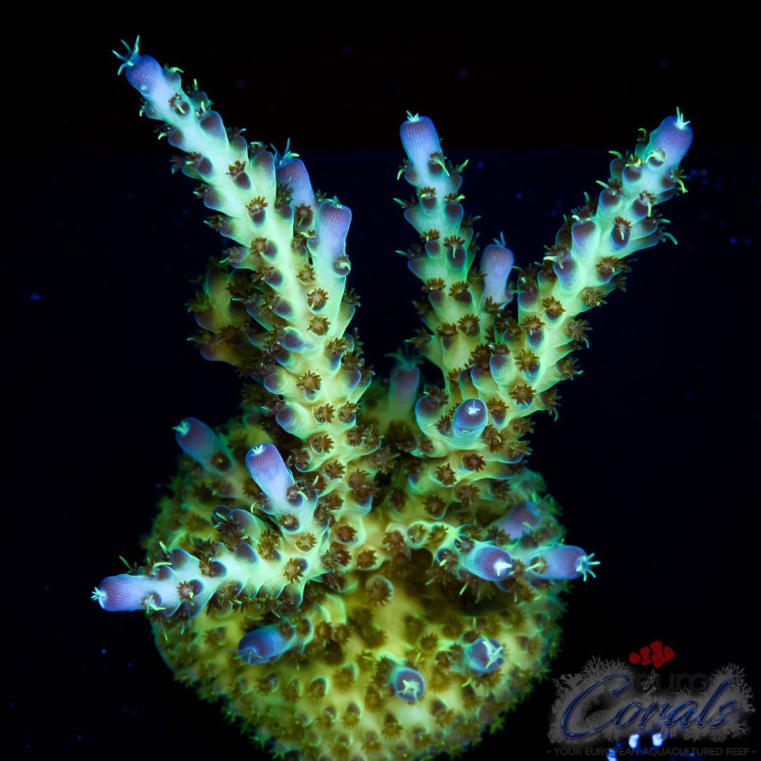 EC Sour Twist Acro – Euro Corals