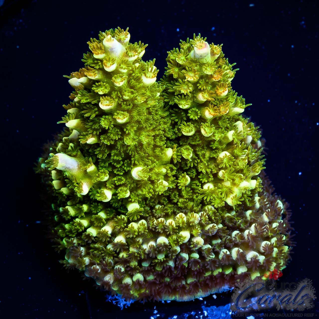 ec-rainbow-abrotanoides-acro-euro-corals