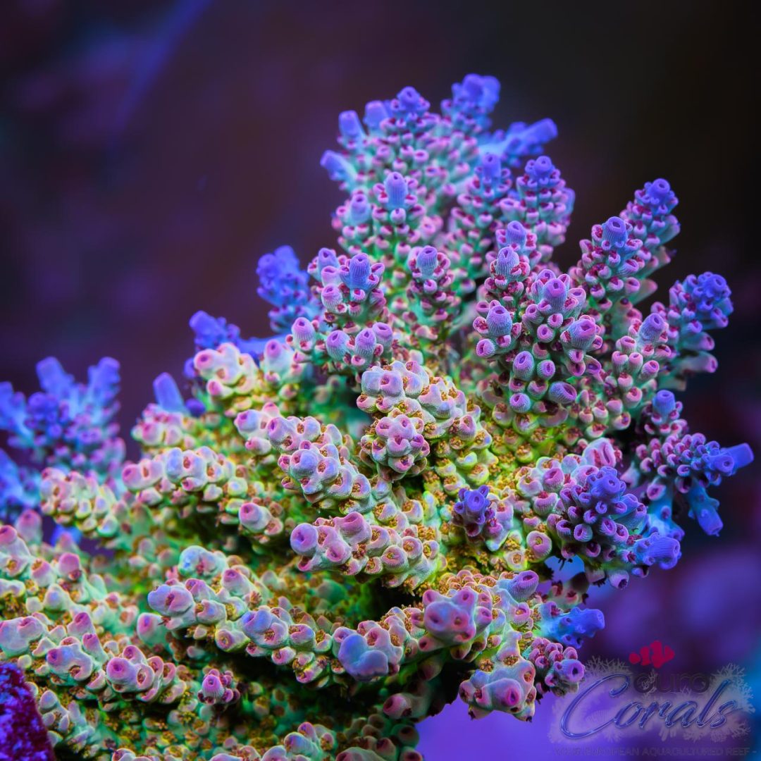 Cut-To-Order Signature Corals Archives - Euro Corals