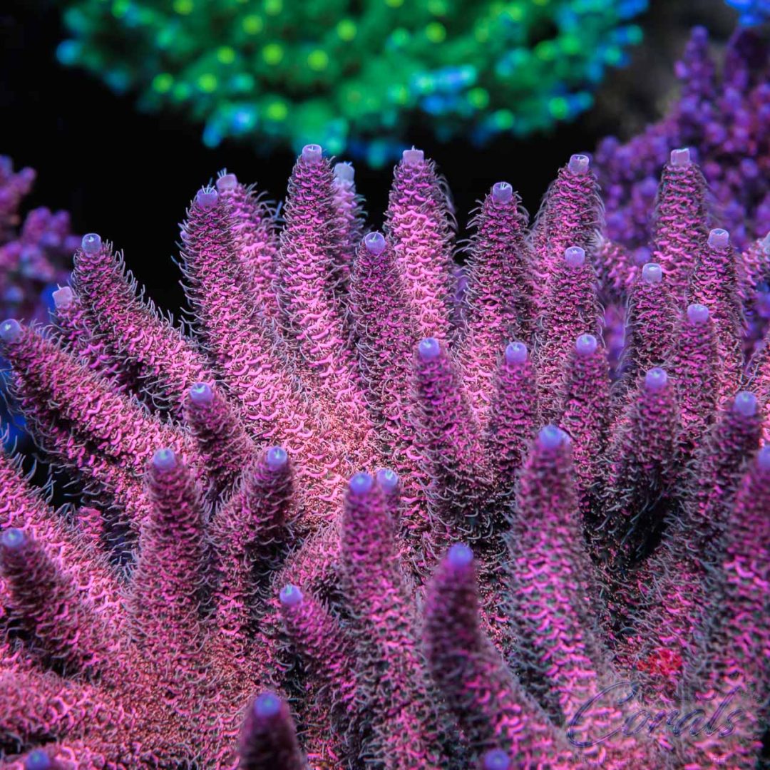 Cut-To-Order Signature Corals Archives - Euro Corals