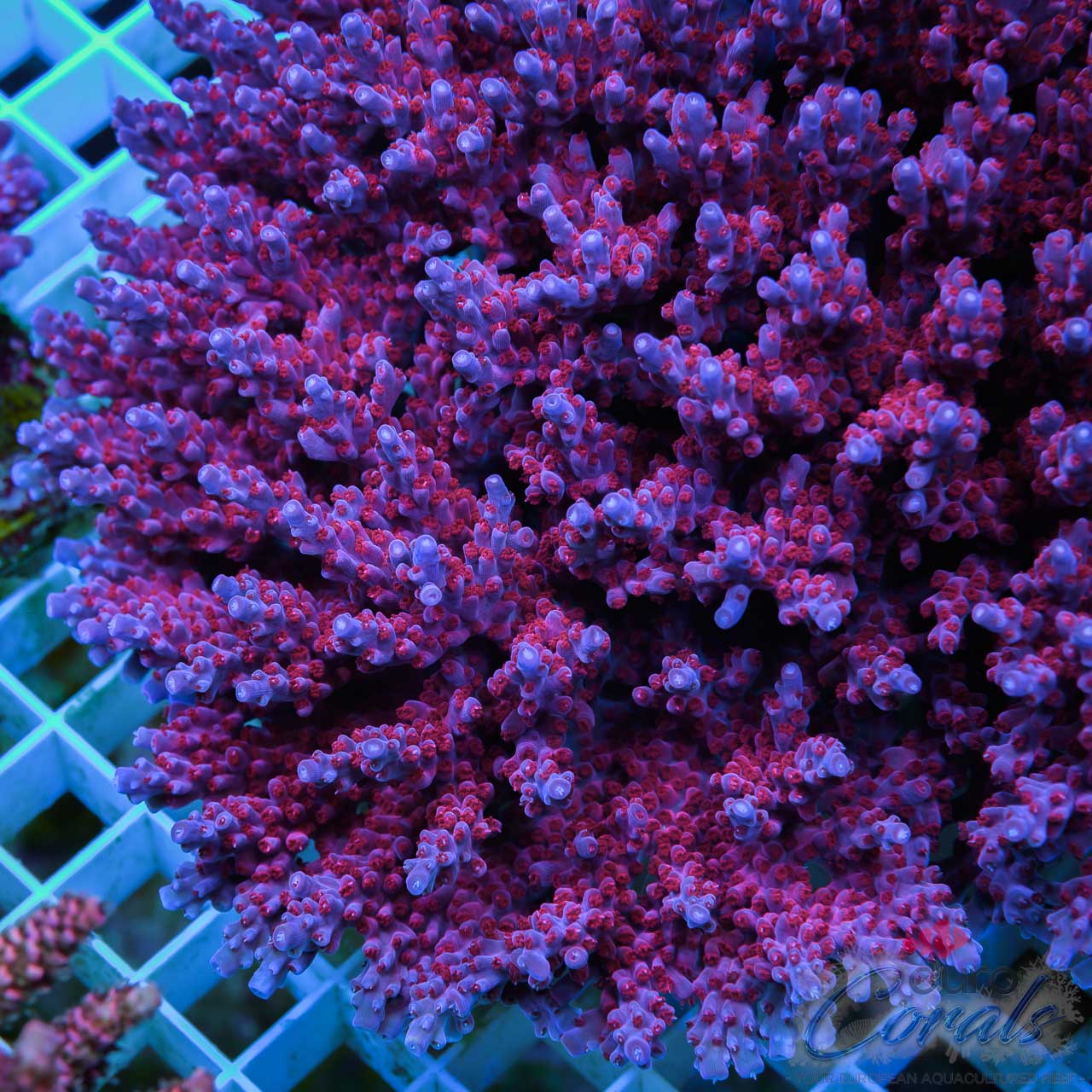 ec-purple-night-fury-acro-euro-corals