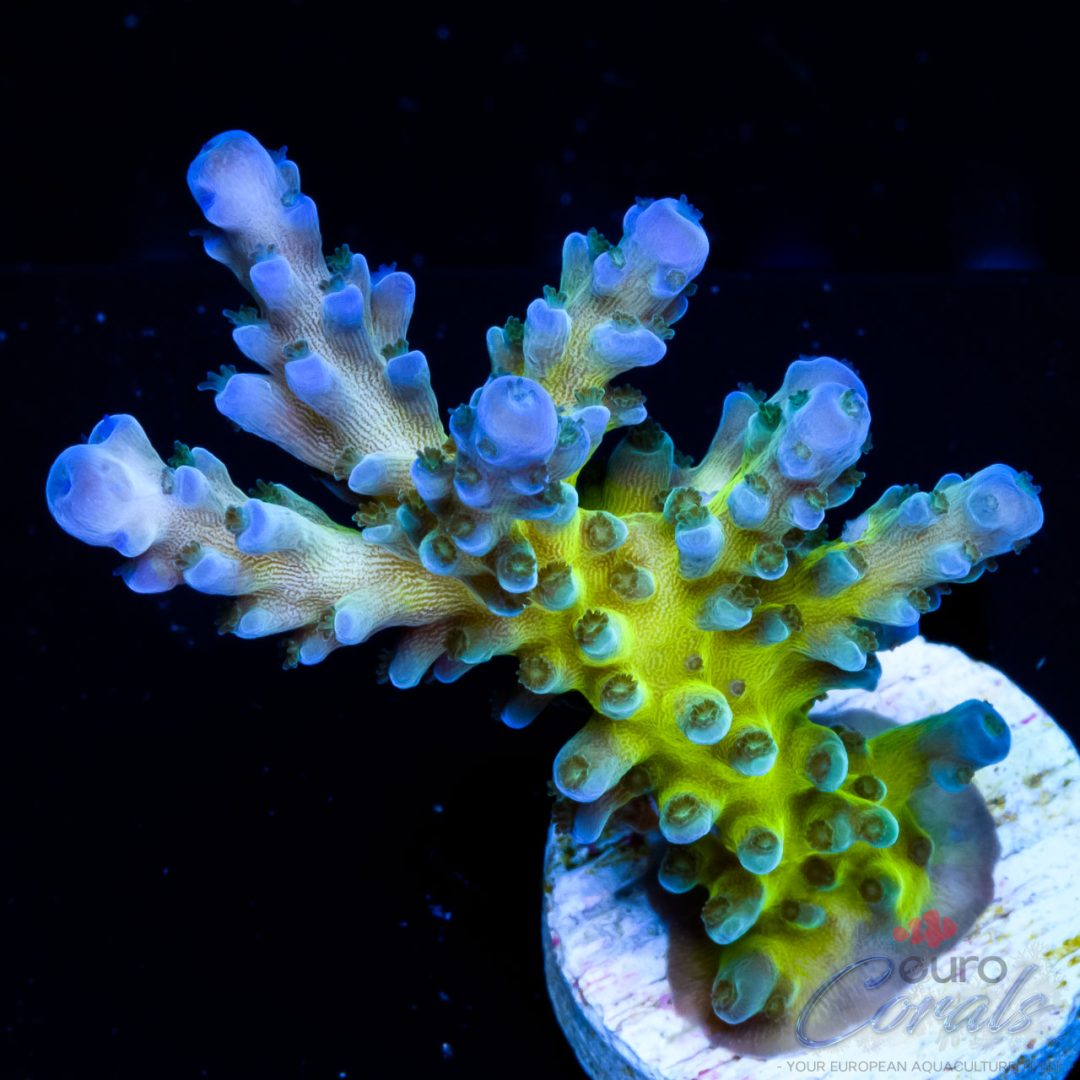 EC Electric Miyagi Tort Acro - Euro Corals