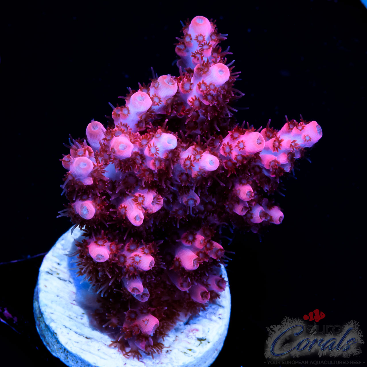 EC Optimus Prime Table Acro NEW – Euro Corals