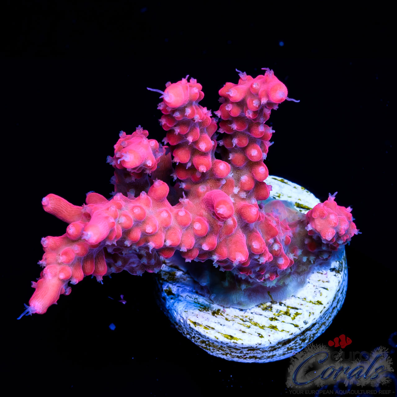 EC Pinky The Bear Acro - Euro Corals