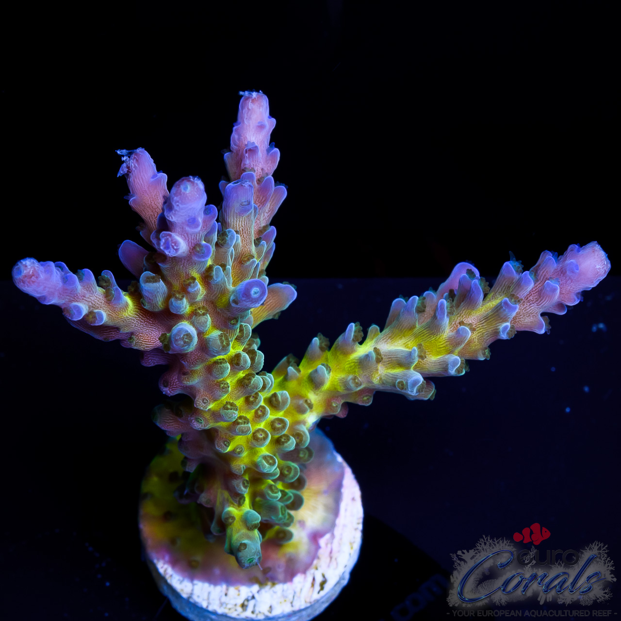 Ec Electric Miyagi Tort Acro – Euro Corals