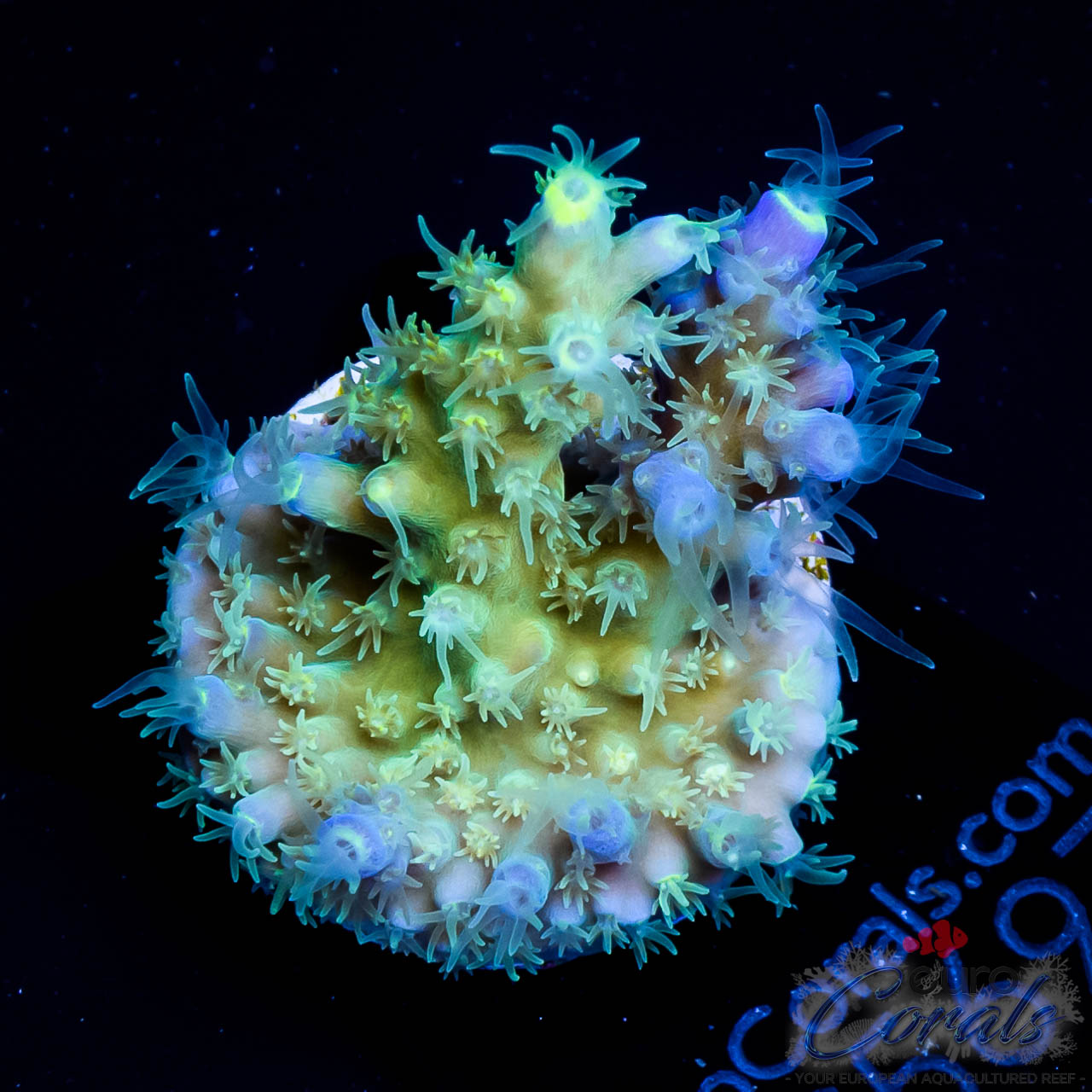 EC EX Blue Firefly Acro – Euro Corals