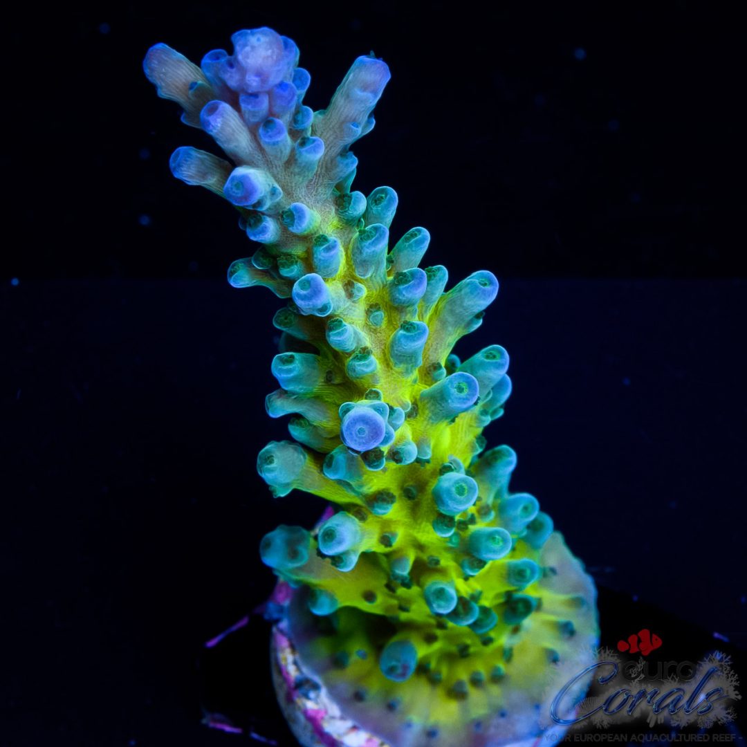 EC Electric Miyagi Tort Acro – Euro Corals