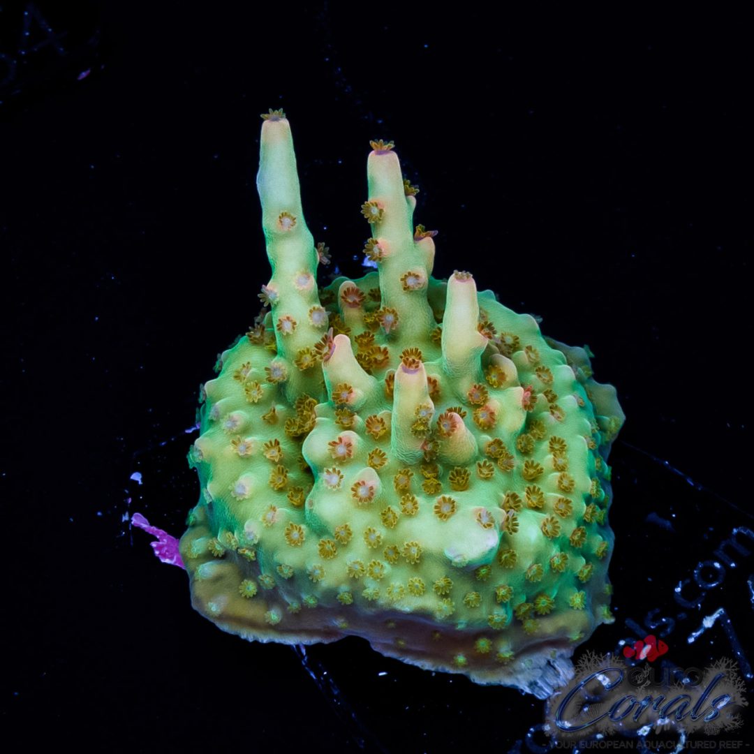 ec-rainbow-joker-acro-red-golden-polyps-euro-corals