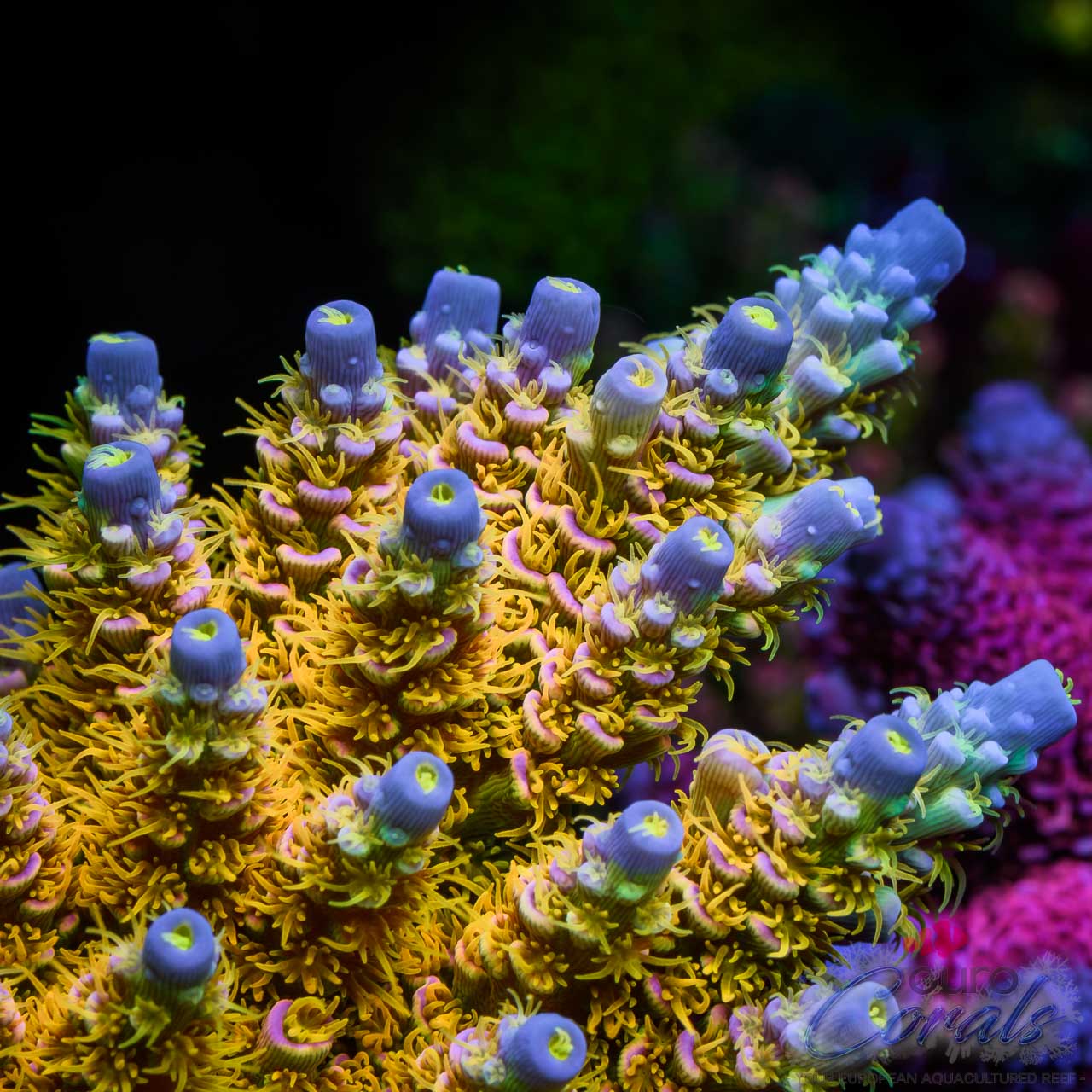 Shop – Euro Corals