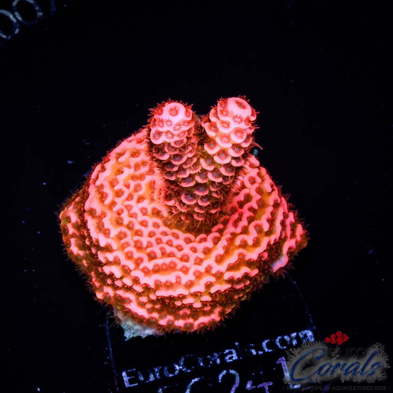EC's Super Florecent Prostrata - Euro Corals