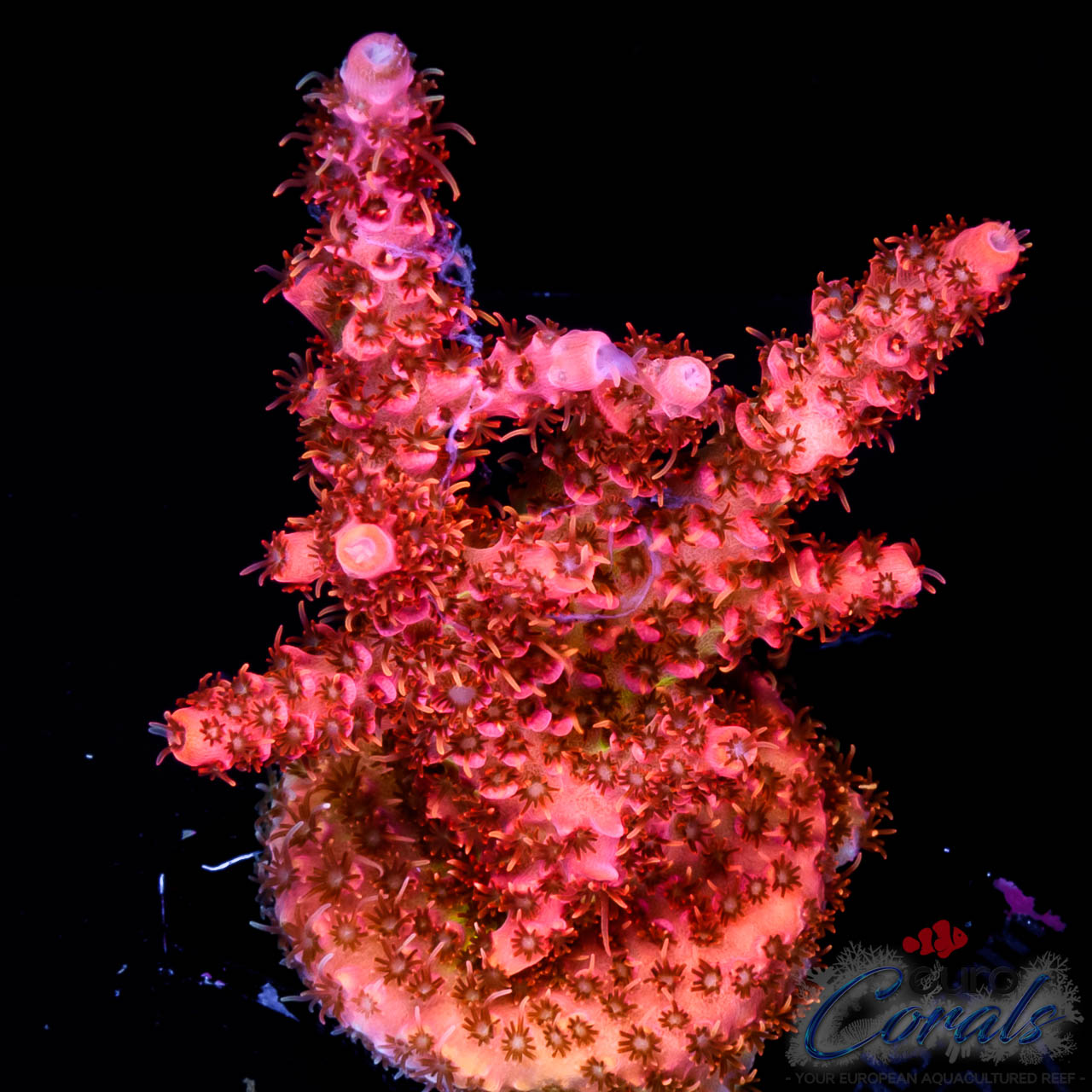 ec-fresa-golden-polyps-acro-euro-corals