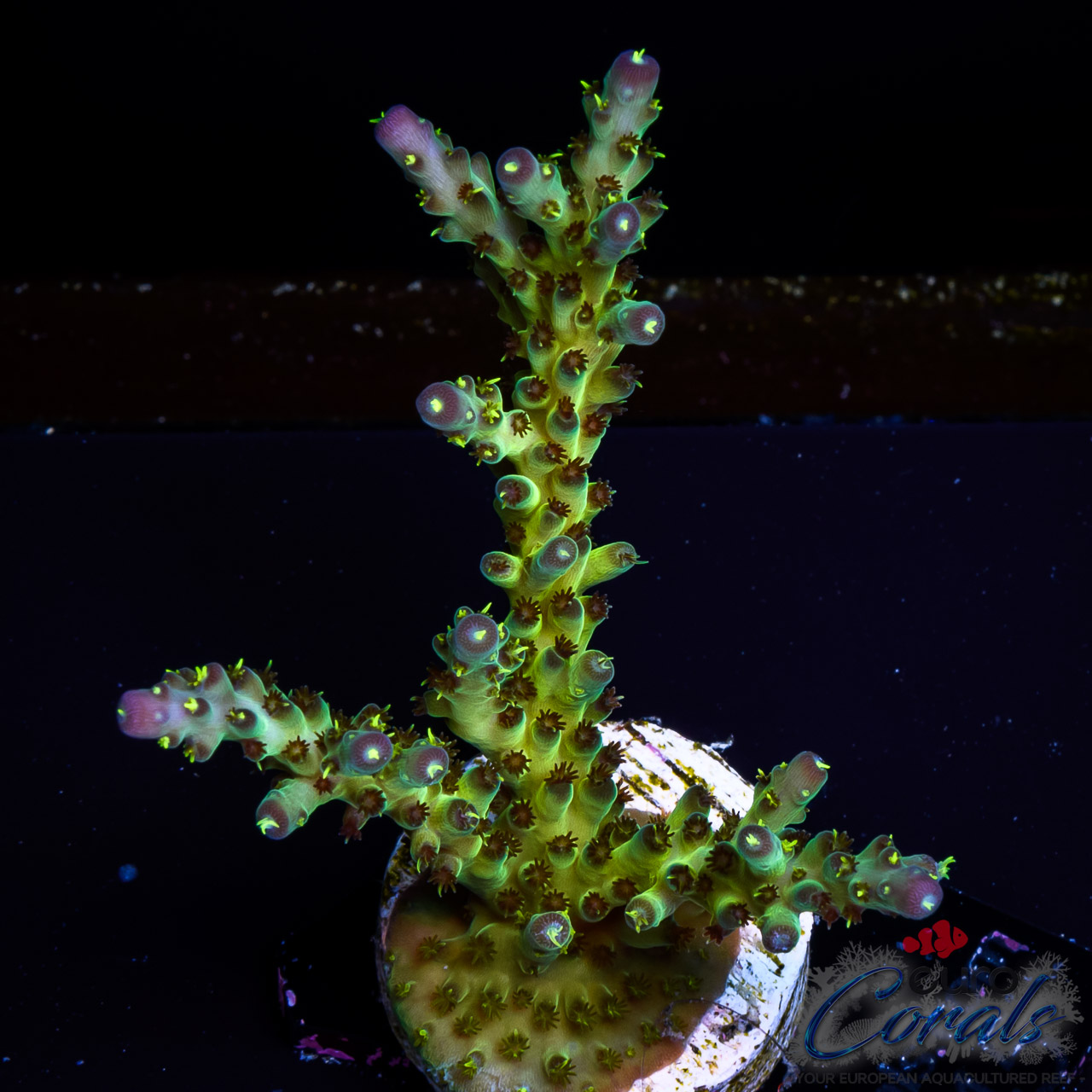 Euro Corals – Your European Aquacultured Reef