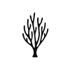 Staghorn / Stick