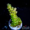 EC Acid Reign Acro S