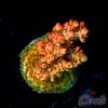 EC Atomic Tangerine Acro M