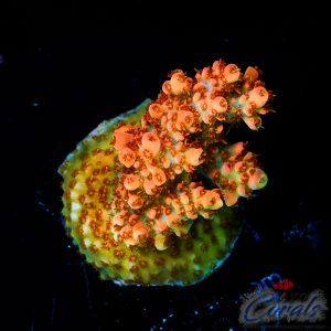 EC Atomic Tangerine Acro M