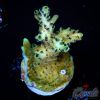 EC Rainbow Blueberry SSC Acro M