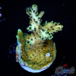 EC Rainbow Blueberry SSC Acro M