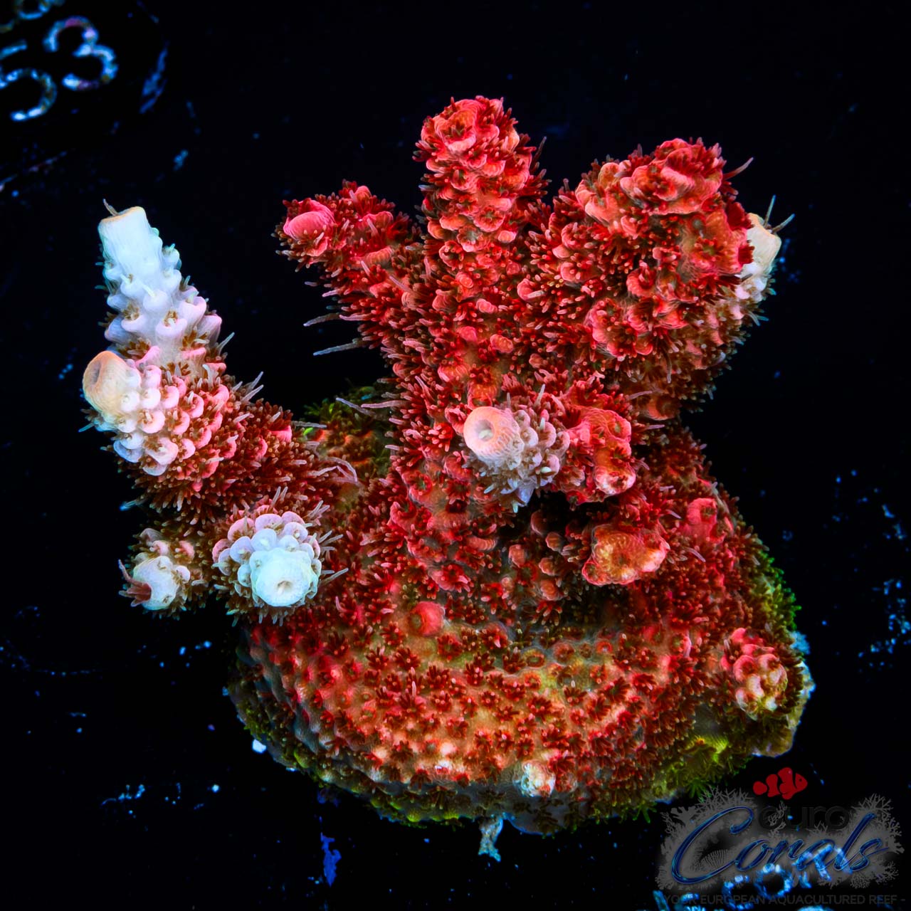 EC Crimson Frost Mille Acro L